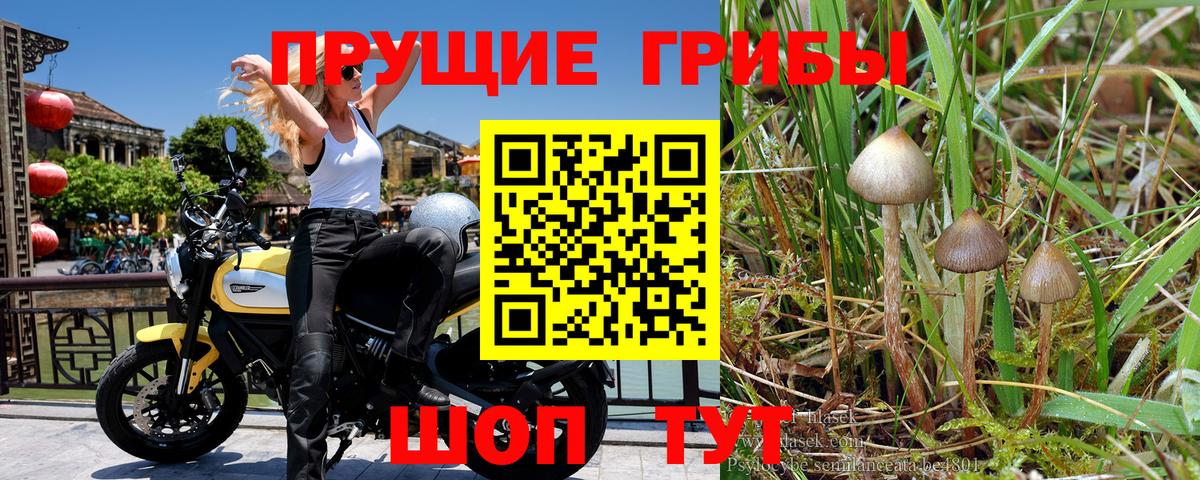 Пенза  дарнет шоп  Вход с VPN  Псилоцибиновые грибы прущие грибы 
